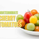 indeterminate cherry tomatoes