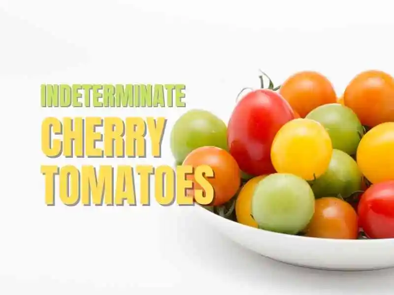 indeterminate cherry tomatoes 