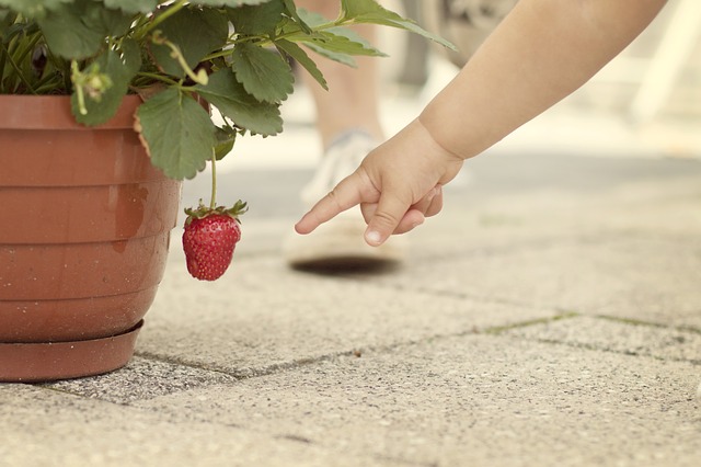 strawberry plant
