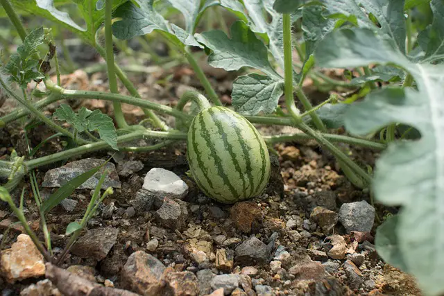 watermelon raised bed