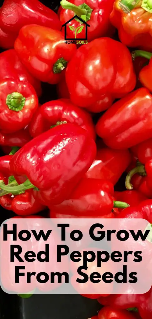 How To Grow Red Peppers From Seeds