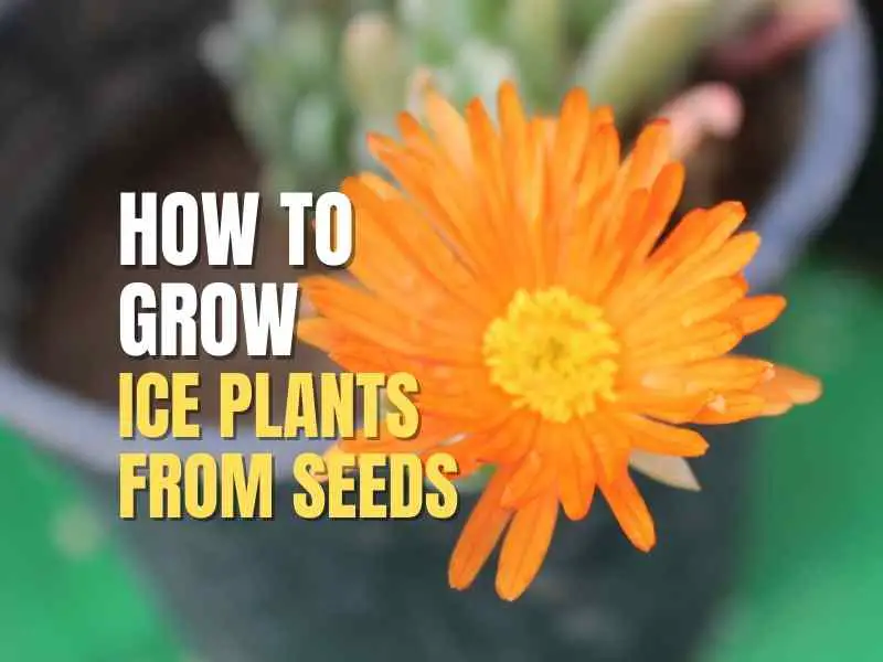 Ice Plants From Seeds