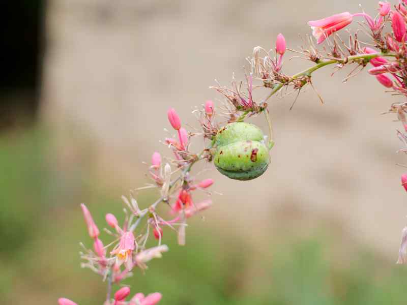 Red Yucca seed pod