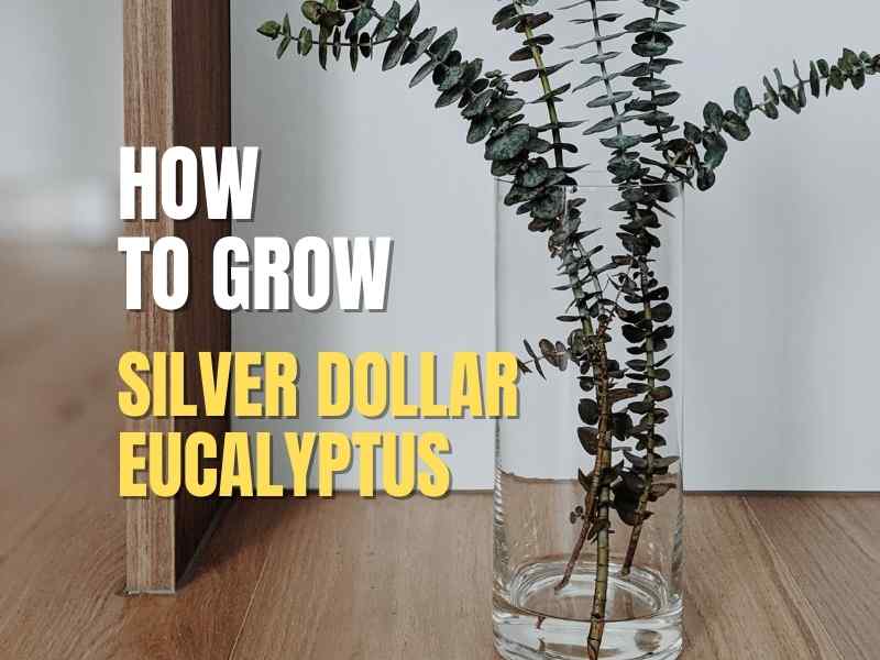 Silver Dollar Eucalyptus