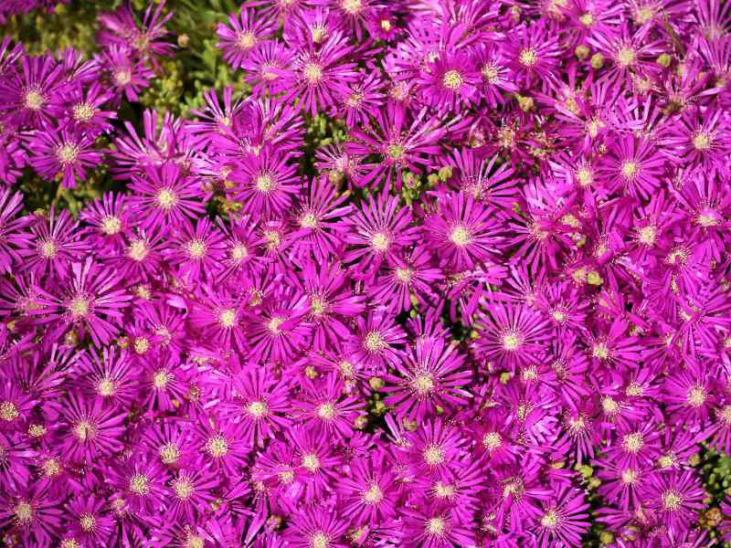 Ice Plant flowers