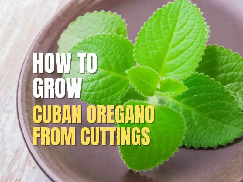 Cuban Oregano plant From Cuttings
