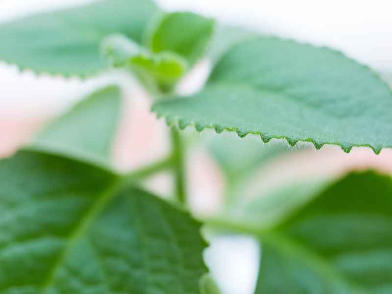 Cuban Oregano plant