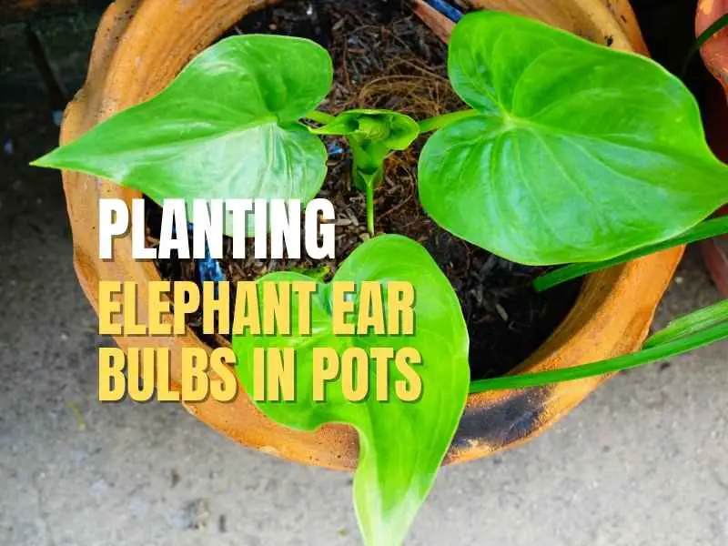 Elephant Ear In Pots