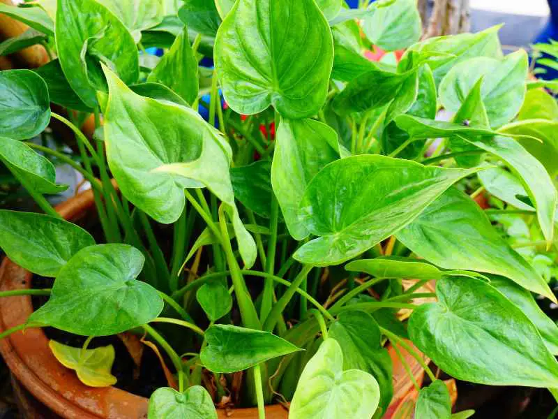 Elephant Ear plant in container