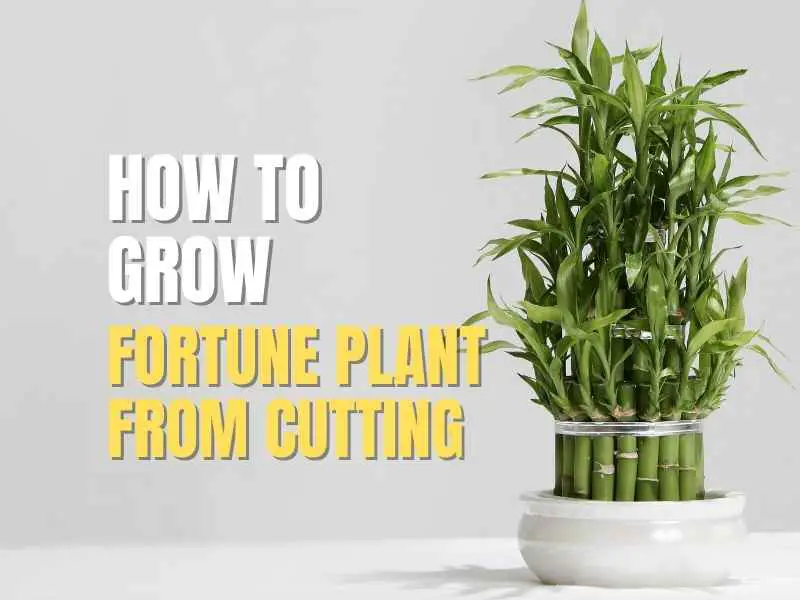 Fortune Plant Cuttings