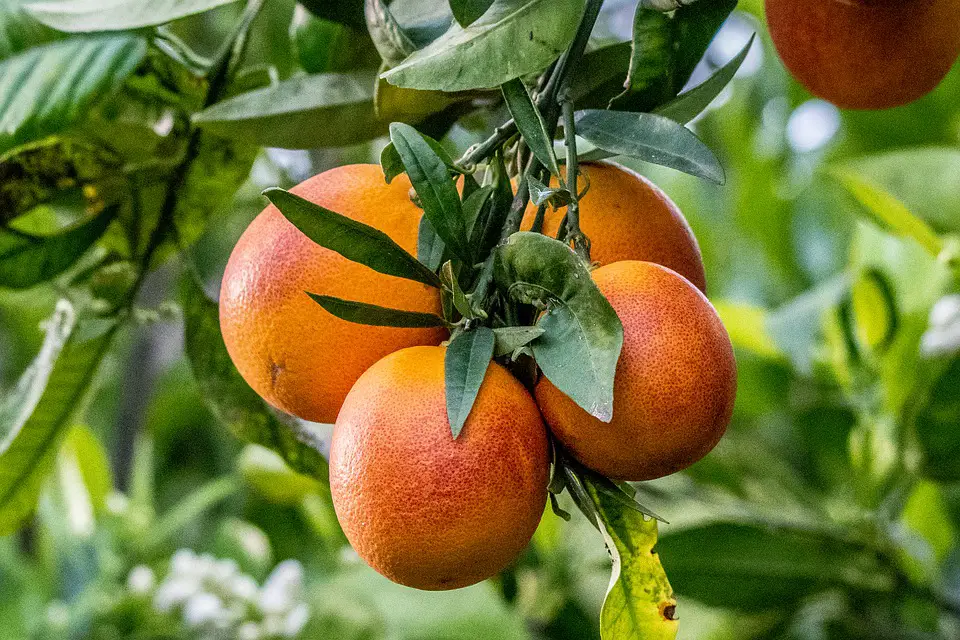 when are blood oranges in season