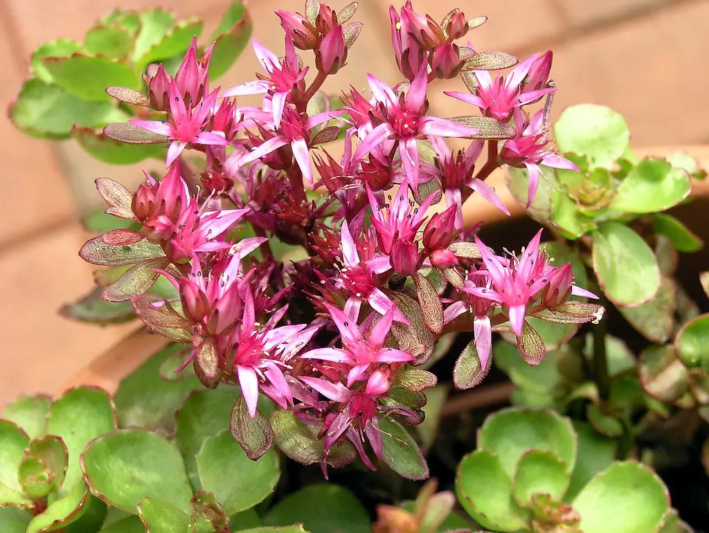 dragon's blood sedum care