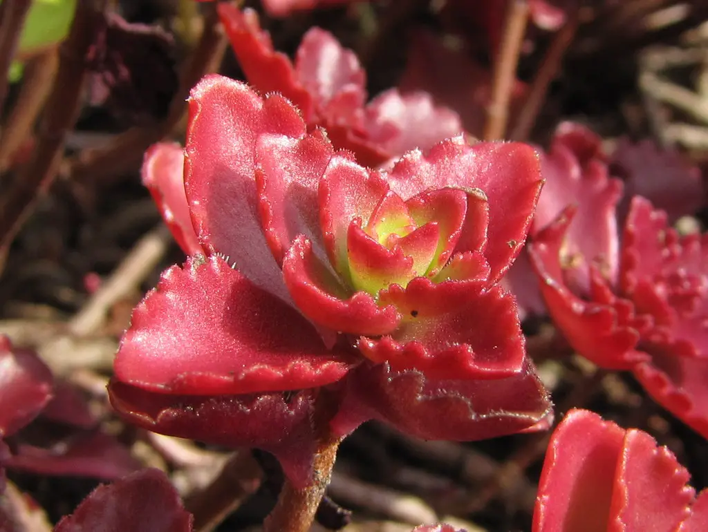 dragon's blood sedum ground cover
