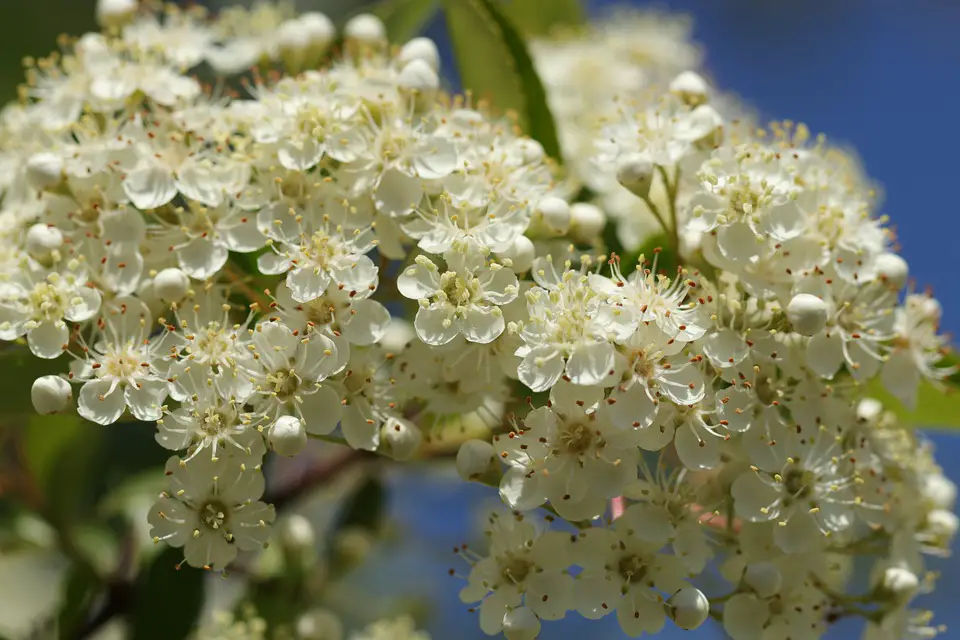 pyracantha bush