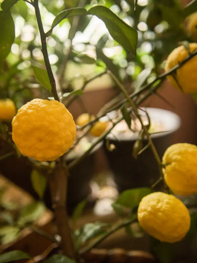 Yuzu plant care