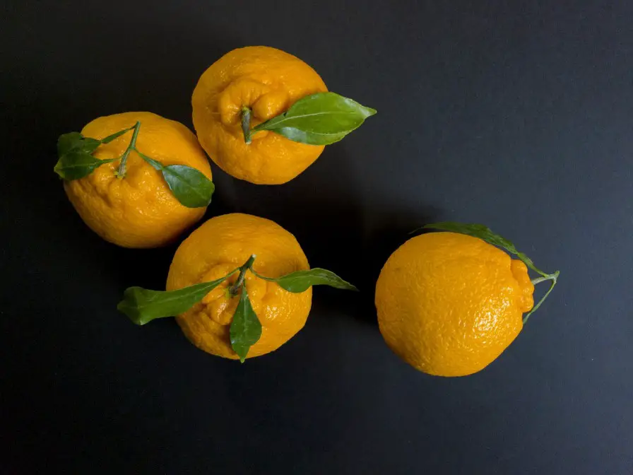 how to grow yuzu
yuzu 