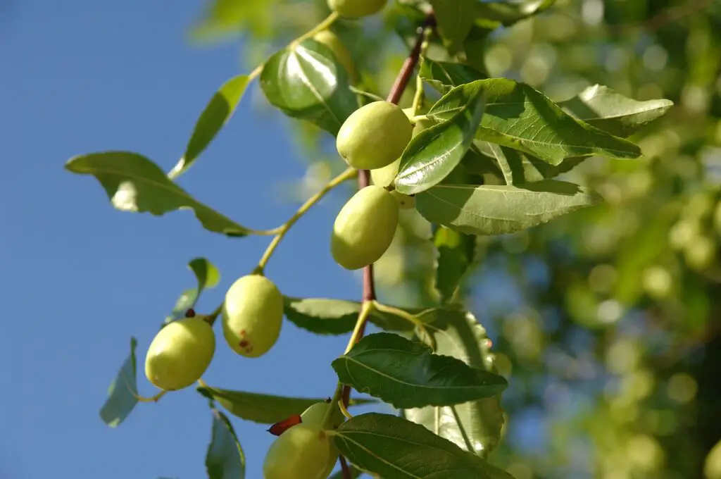 jujube plant
jujube care
