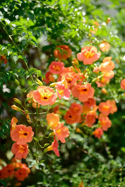 flower for hummingbirds