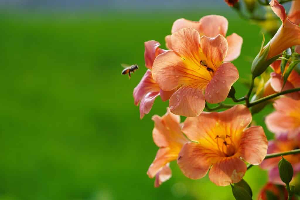 hummingbird trumpet flowers