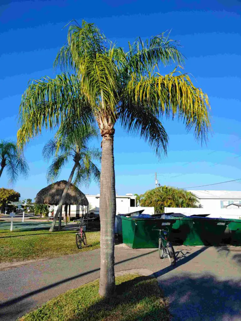 How do you easily Grow Queen Palms from Seeds