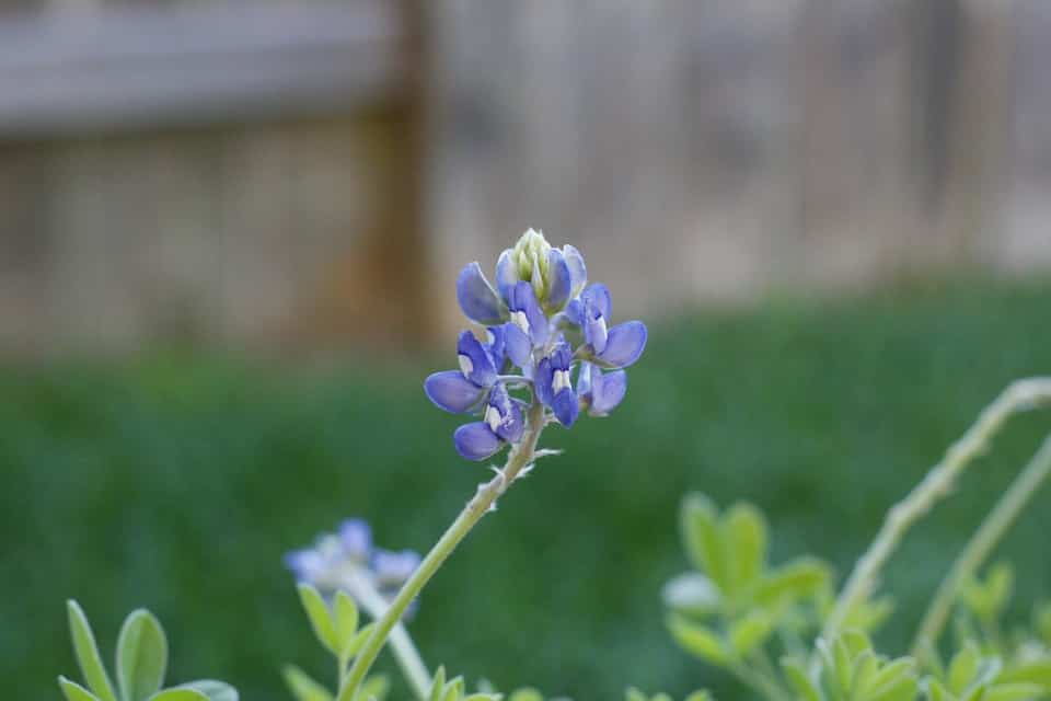 How to Plant Bluebonnets In A Pot
Bluebonnet plant
