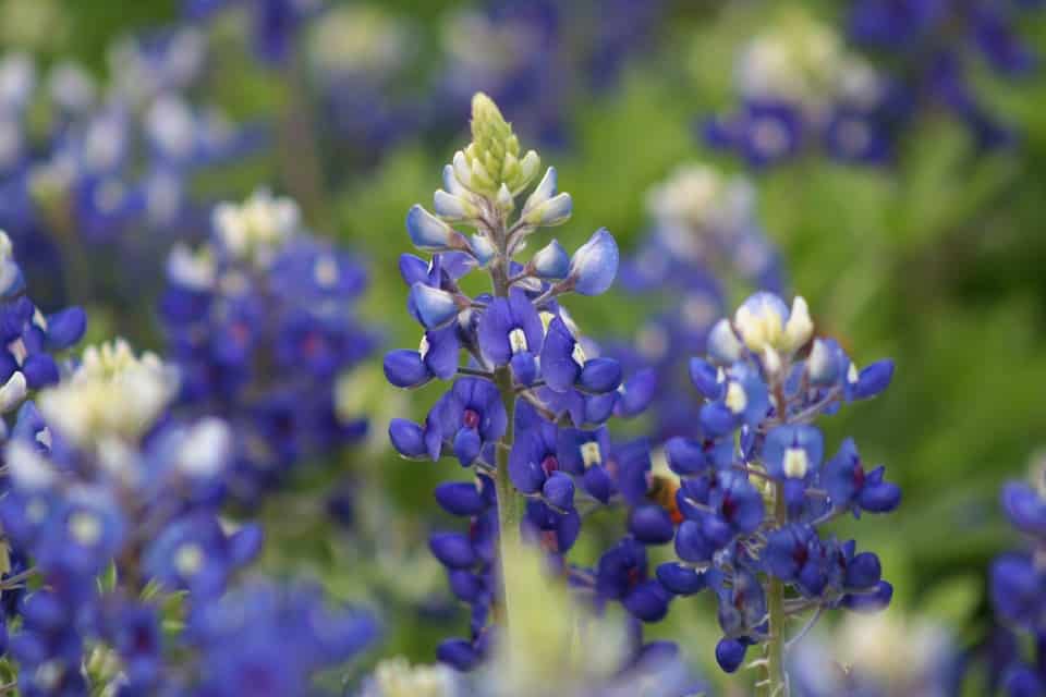 Taking Care of Blue Bonnets Plants
blue bonnets
