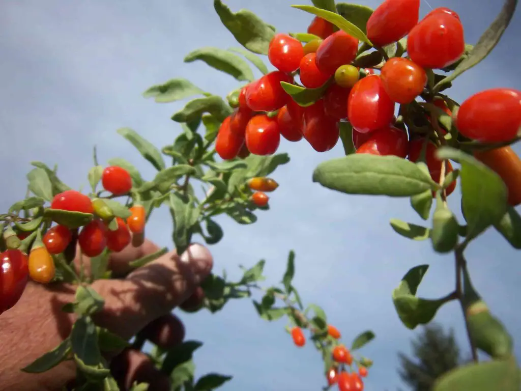 goji berry
how to plant goji berry
goji berry plant
types of goji berry