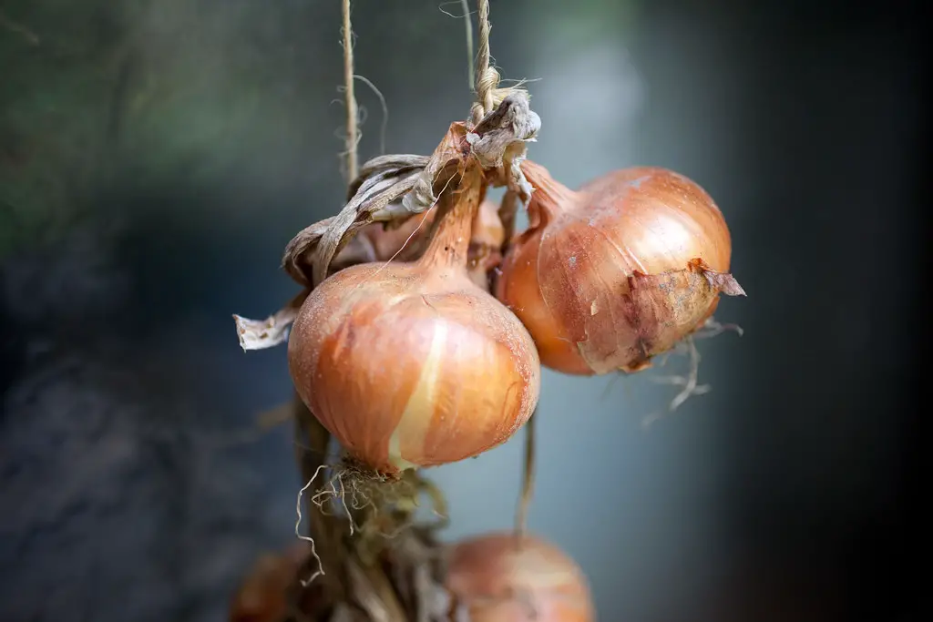 Harvesting Yellow Onions
yellow onions
pests and diseases of yellow onions
onions
