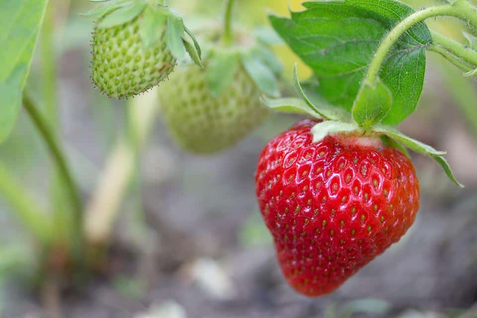 ozark strawberries
ever bearing strawberries
fragaria ananassa