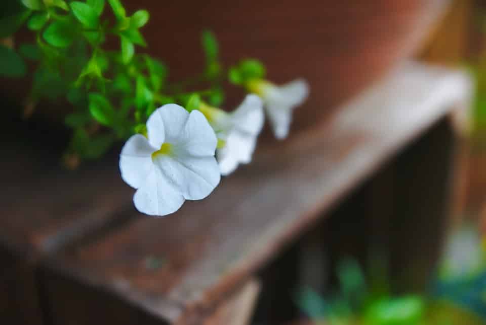 petunia 
petunia seeds 
growing petunia indoors
indoor flowering plants
