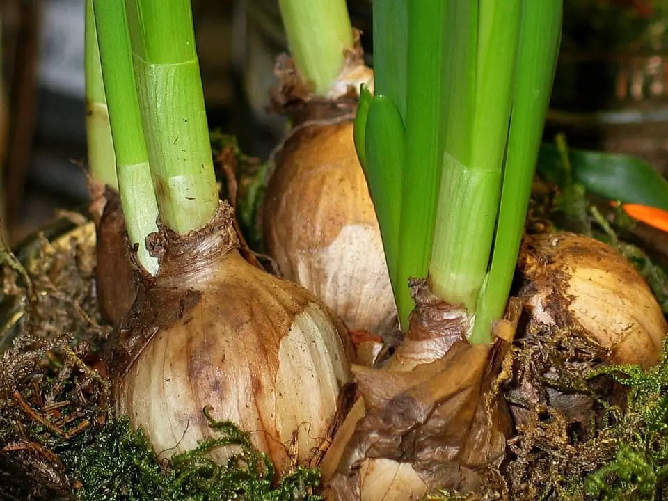 Yellow onion bulbs
grow yellow onions
planting onions
onion bulbs