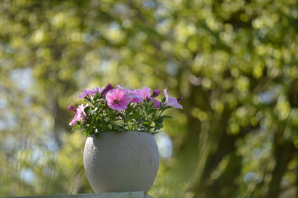 flowers in containers
petunia in containers
petunias
petunia varieties
