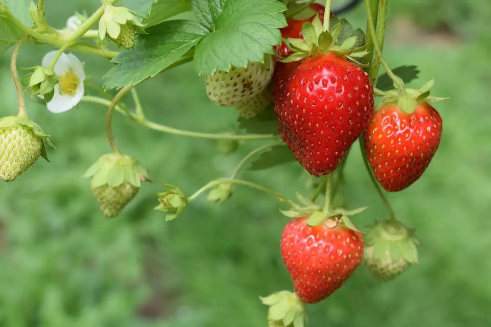strawberries
strawberry plant
how to plant strawberries
planting strawberries