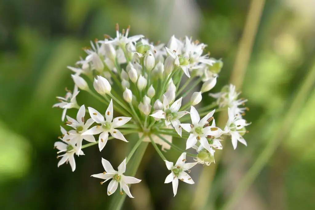garlic plant
grow garlic at home
garlic
white garlic
ornamental garlic
how to grow garlic