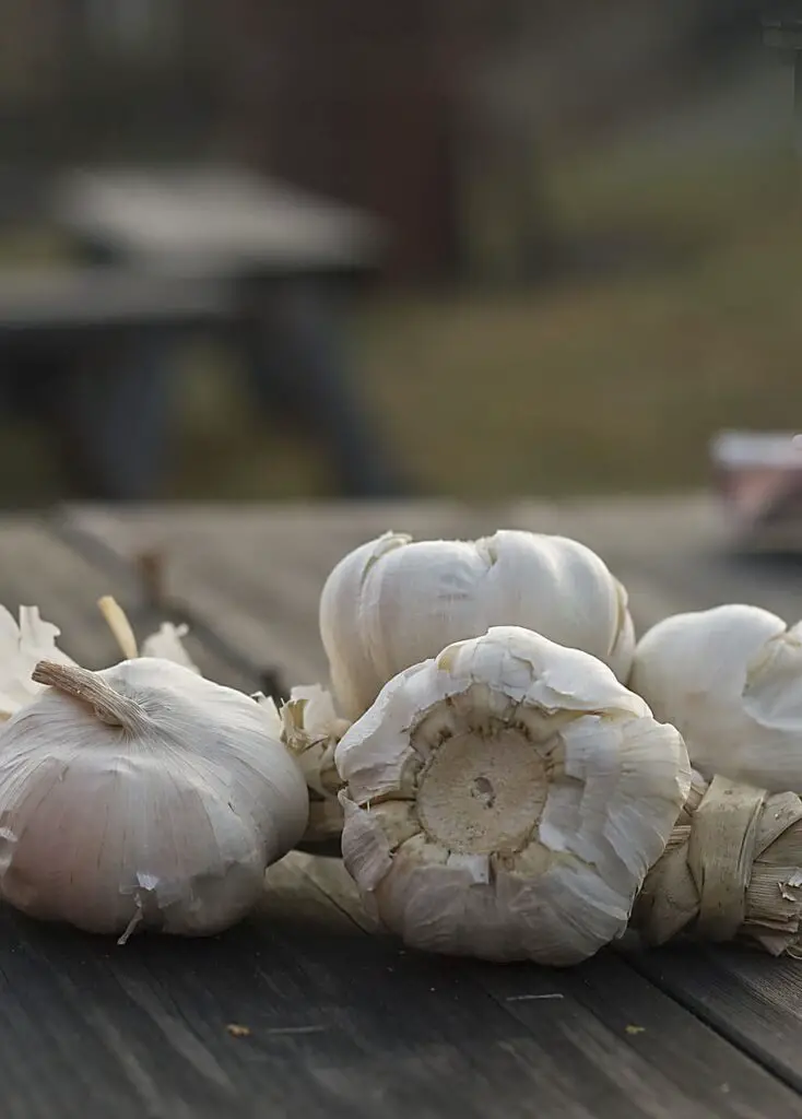 Garlic plant
planting garlic
white garlic plant
casablanca garlic
growing garlic guide
