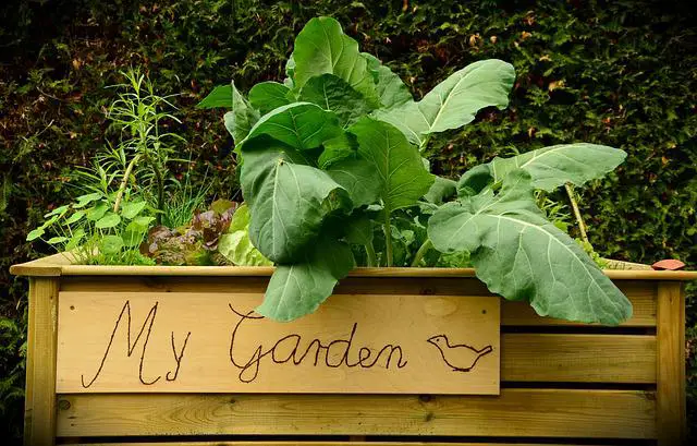 budget small garden ideas