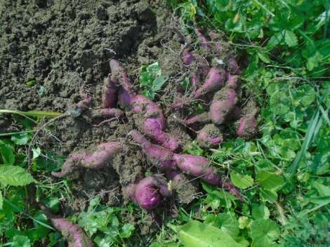 japanese purple sweet potato
