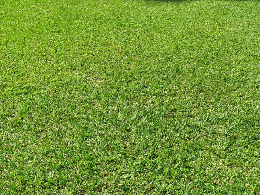 zenith zoysia lawn grass sod
