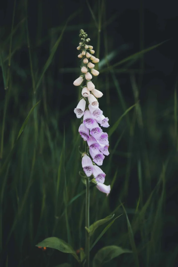 plant foxglove seeds in a pot