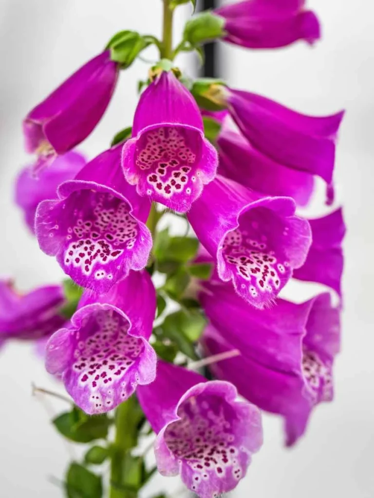 foxglove poisonous