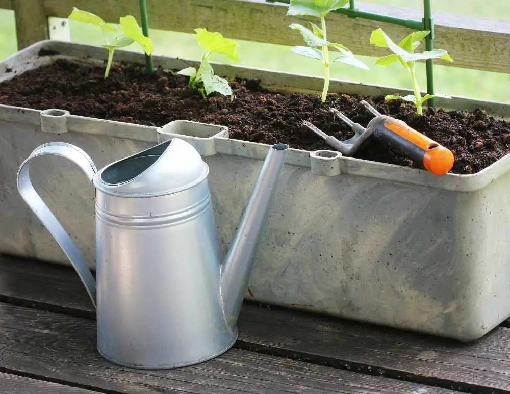 growing cherry tomatoes in pots and container