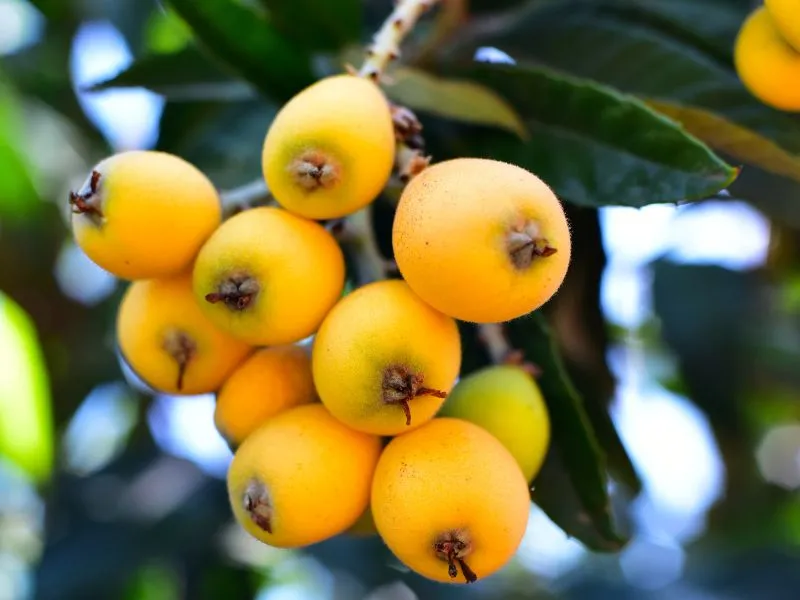 how to grow and care loquat tree at home