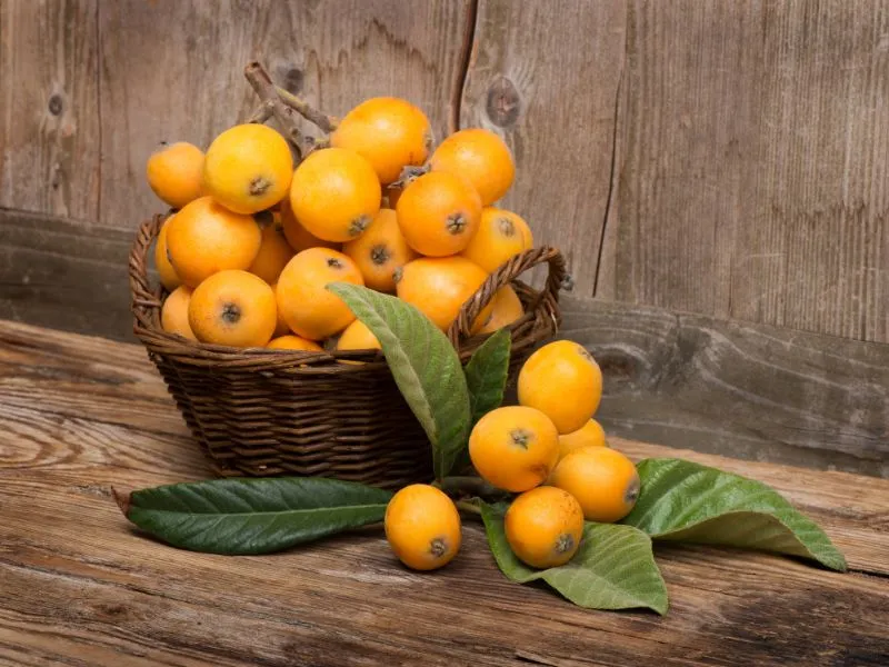 a complete guide to grow loquat trees in pots and containers 