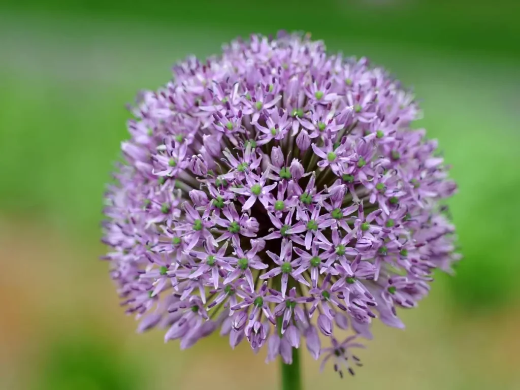 eye-catching purple allium flower