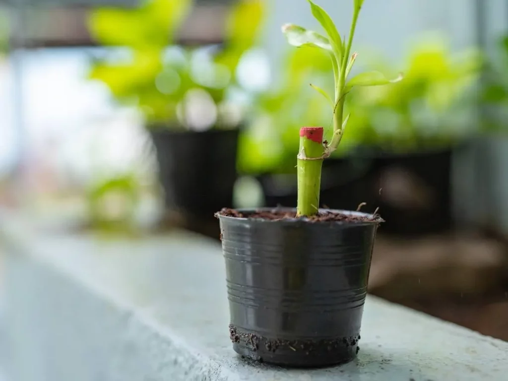 bamboo varieties to grow in container or pots