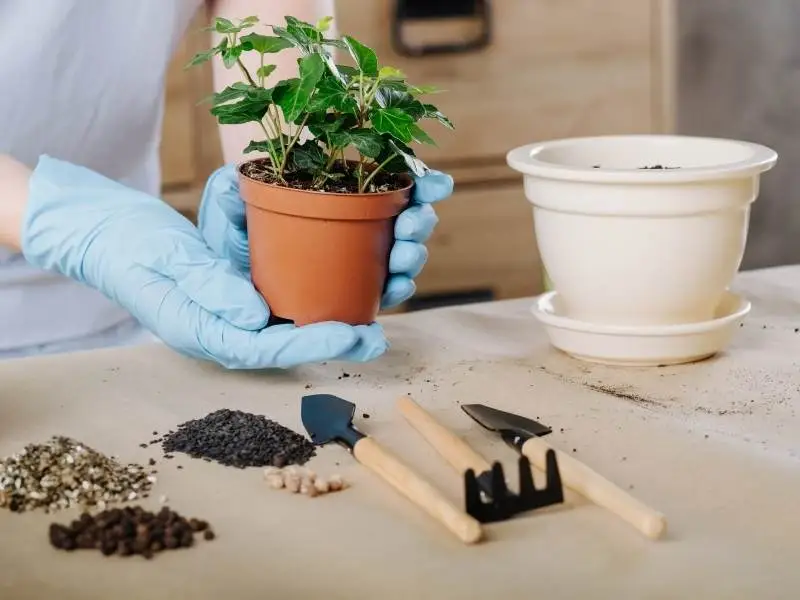 main difference between garden soil and potting soil