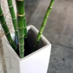 an bamboo plant grown in small container to use it for privacy later