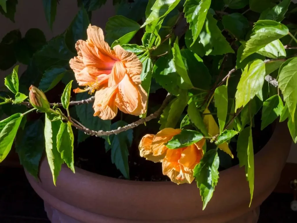 guide to grow hardy hibiscus in containers