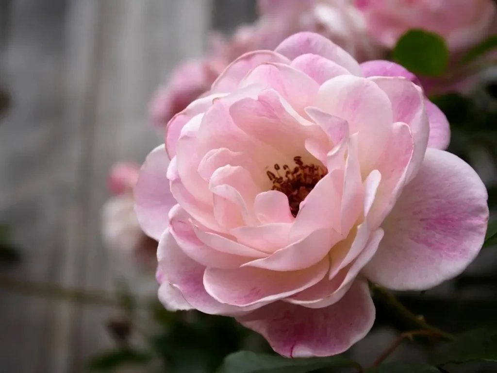 a container grown hybrid tea rose flower