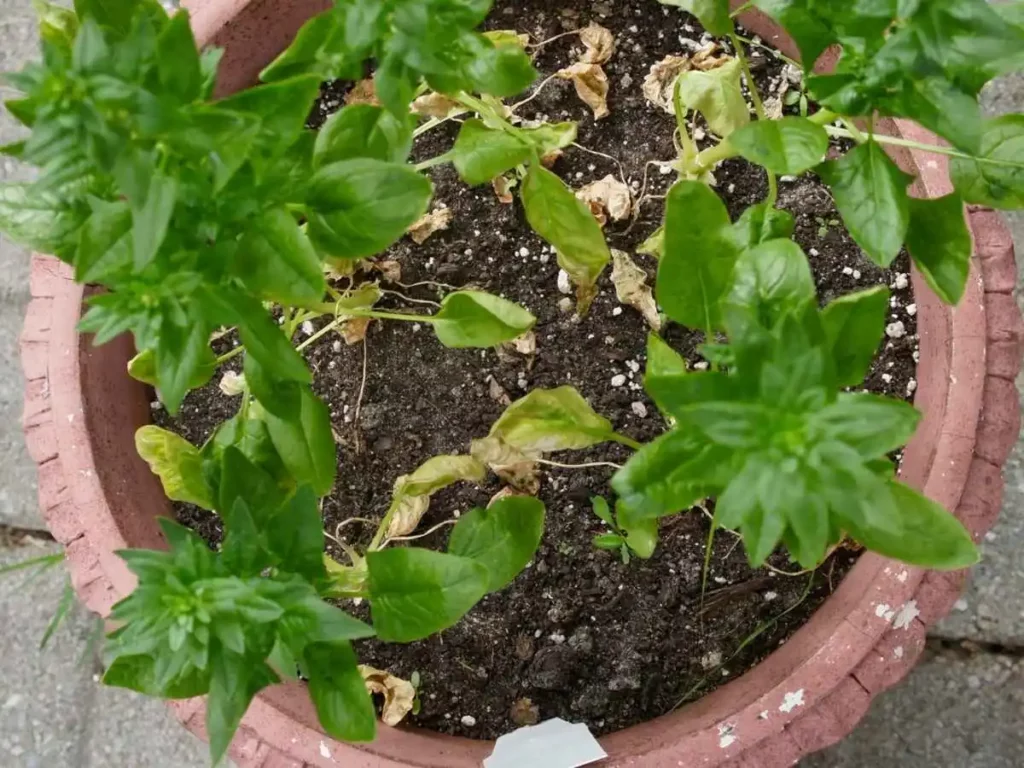 a spinach plant growing in a 5-gallon container